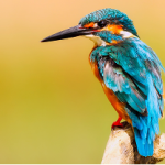 Amazing Wildlife: Exploring Rare Animals Around the World