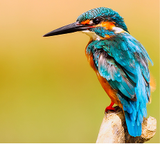 Amazing Wildlife: Exploring Rare Animals Around the World